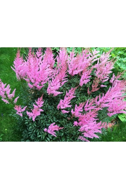 Астильба арендса Каттлея опис